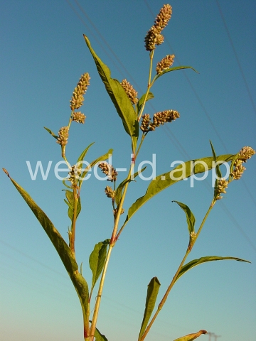 smartweed, pale